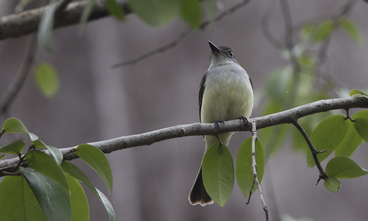 Lesser Antillean Flycatcher - ML89353831