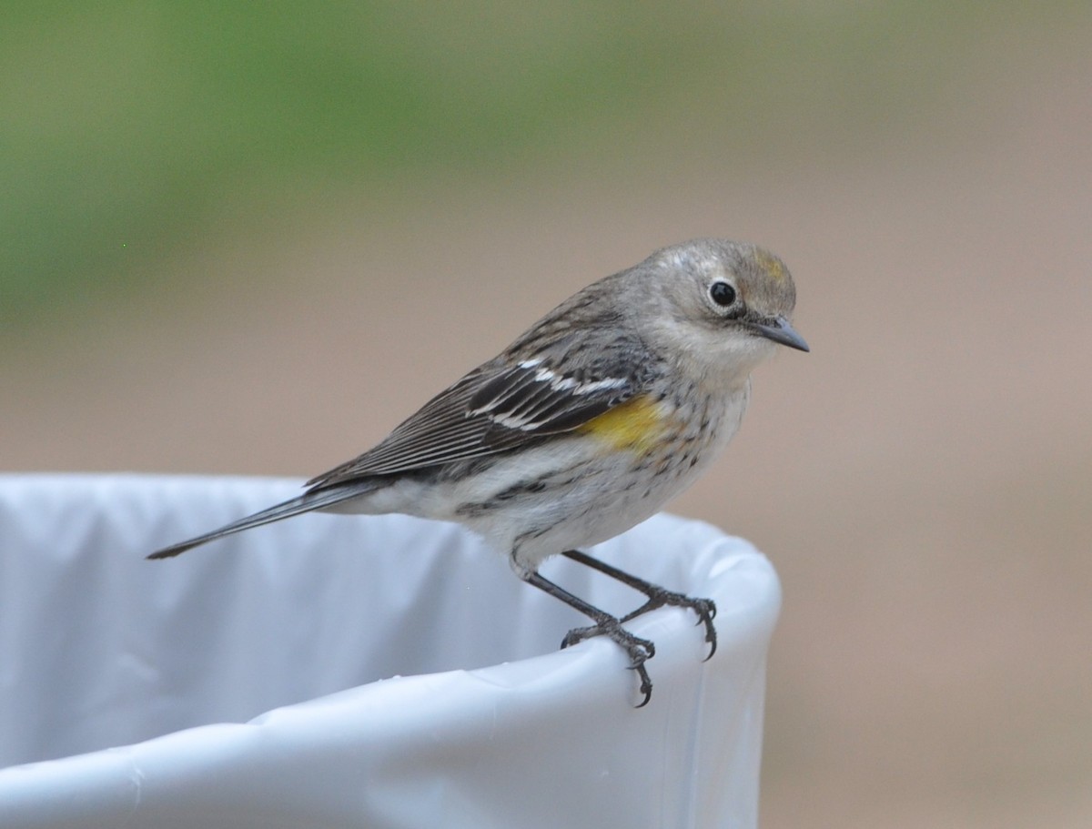 Пісняр-лісовик жовтогузий (підвид coronata) - ML89354191