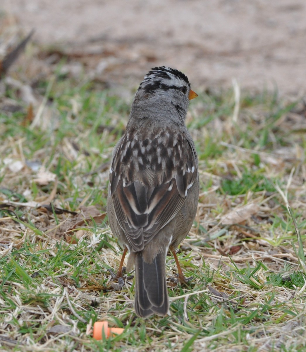 Bruant à couronne blanche (gambelii) - ML89354341