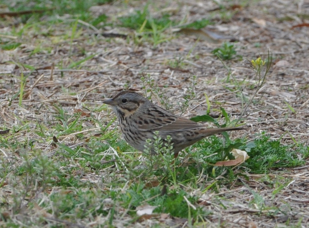 Lincoln's Sparrow - ML89354441