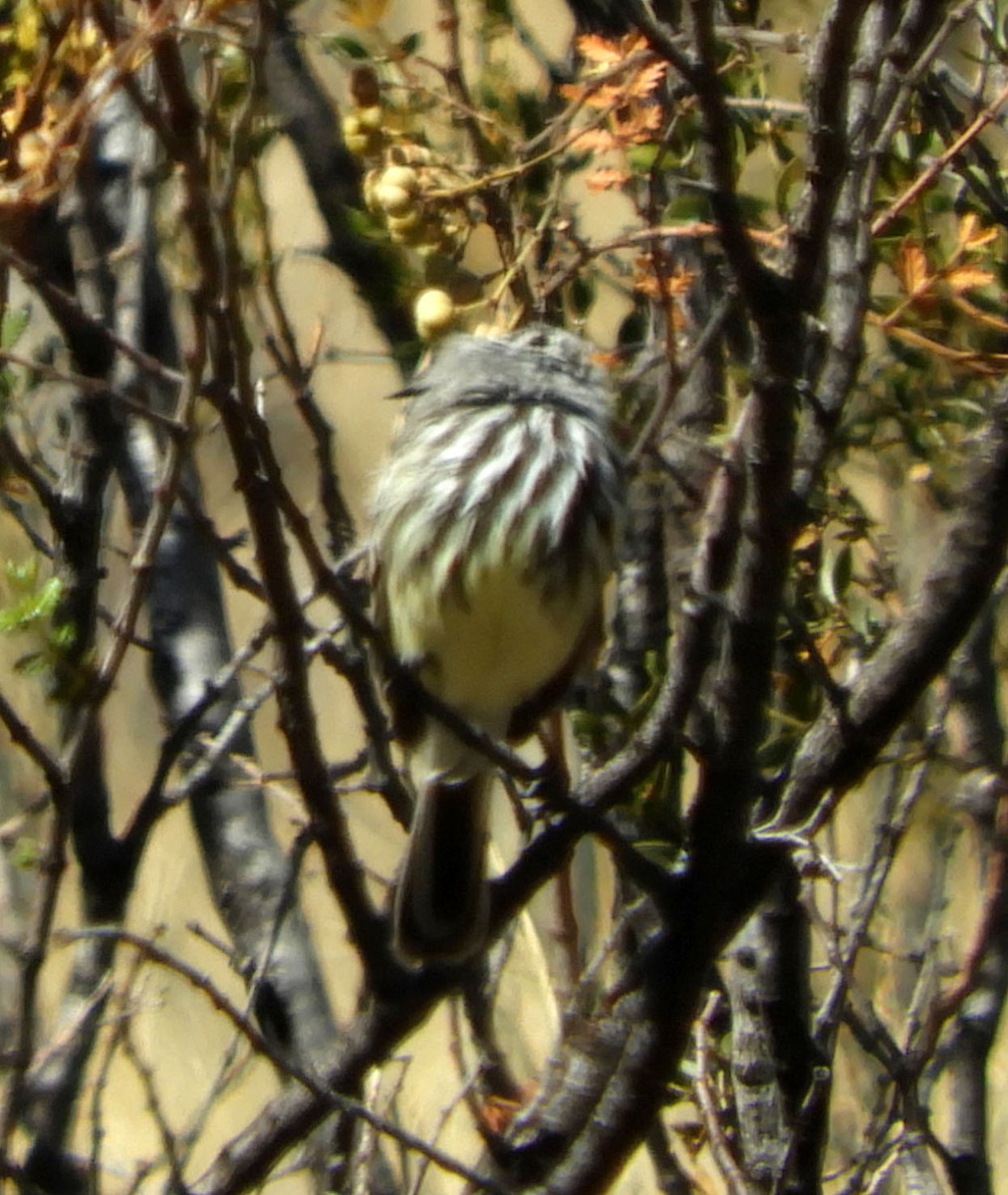 Taurillon à bec jaune - ML89354531