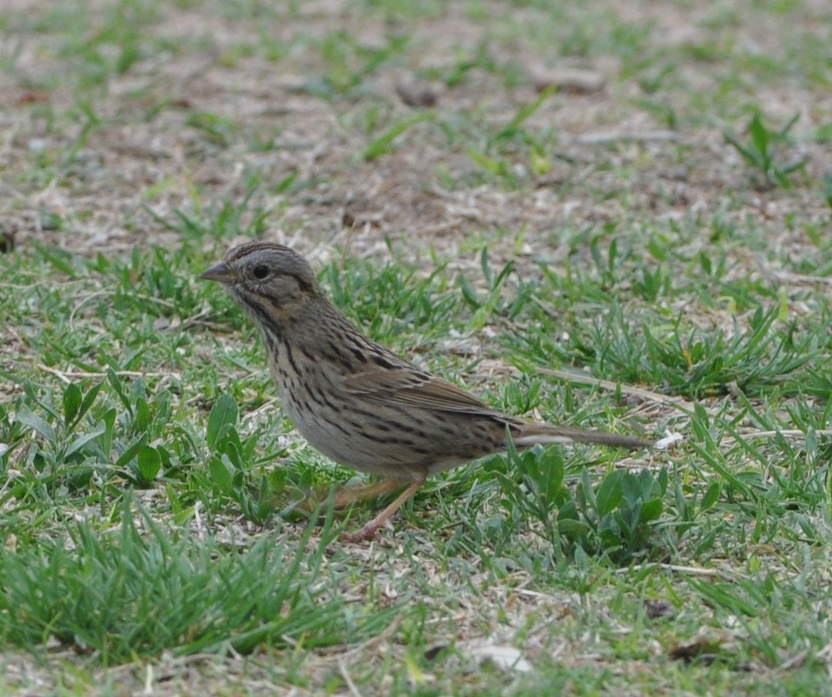 Lincoln's Sparrow - ML89354561