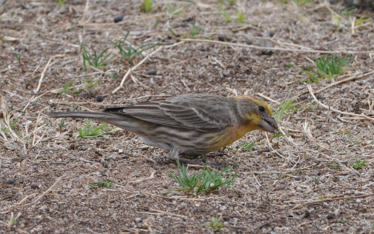 House Finch - ML89354731