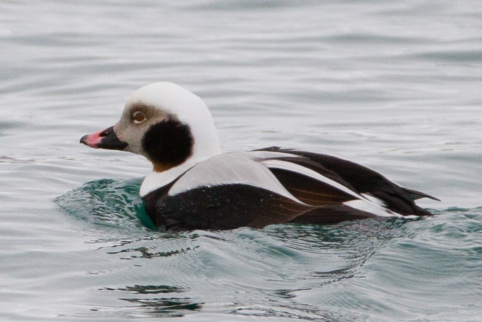Long-tailed Duck - ML89354811