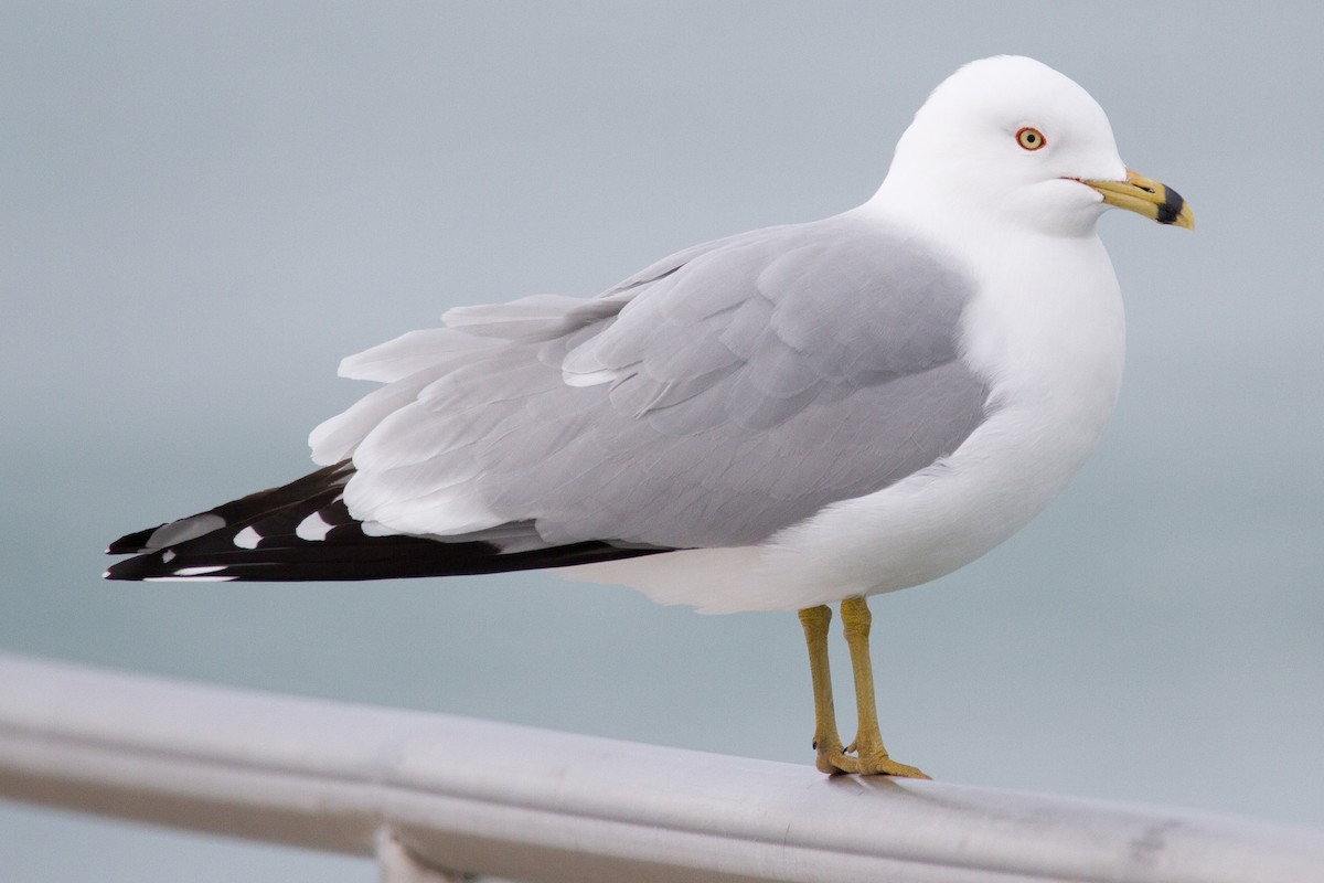 Ring-billed Gull - ML89354841