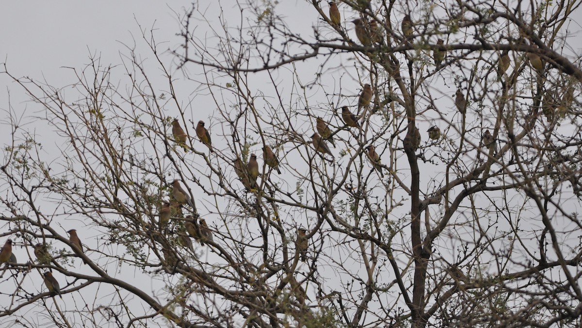 Cedar Waxwing - ML89355511