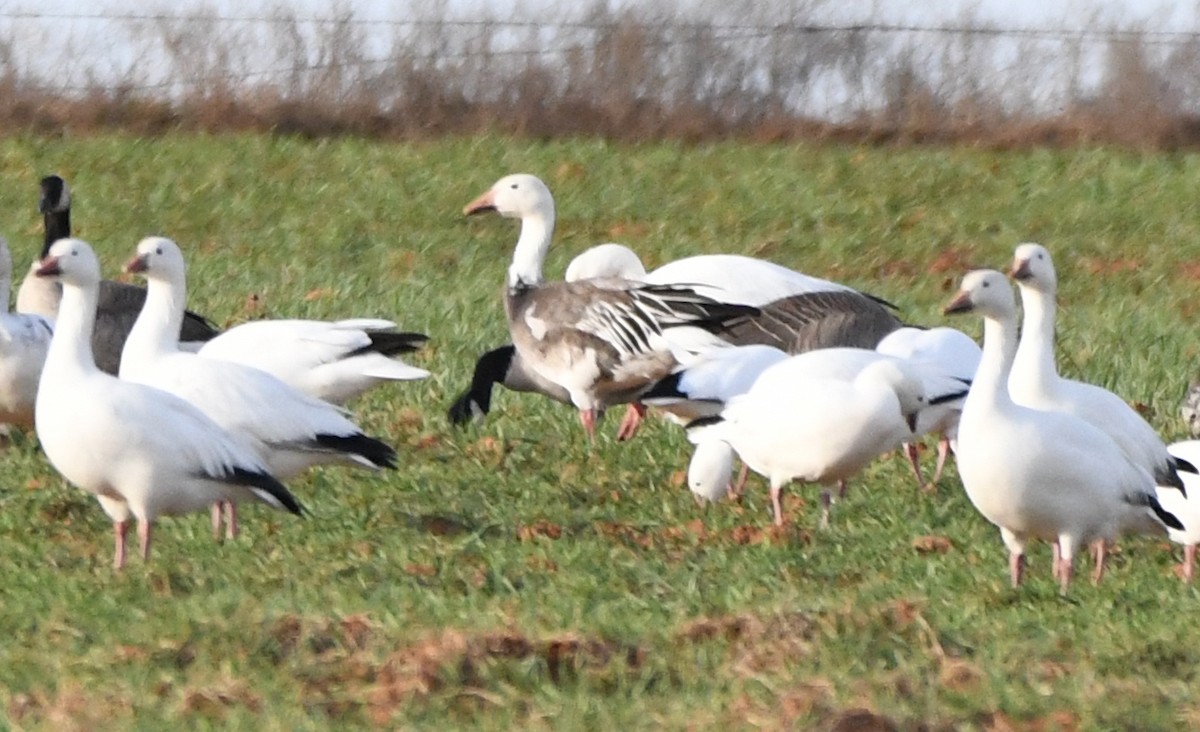 Snow Goose - ML89357601