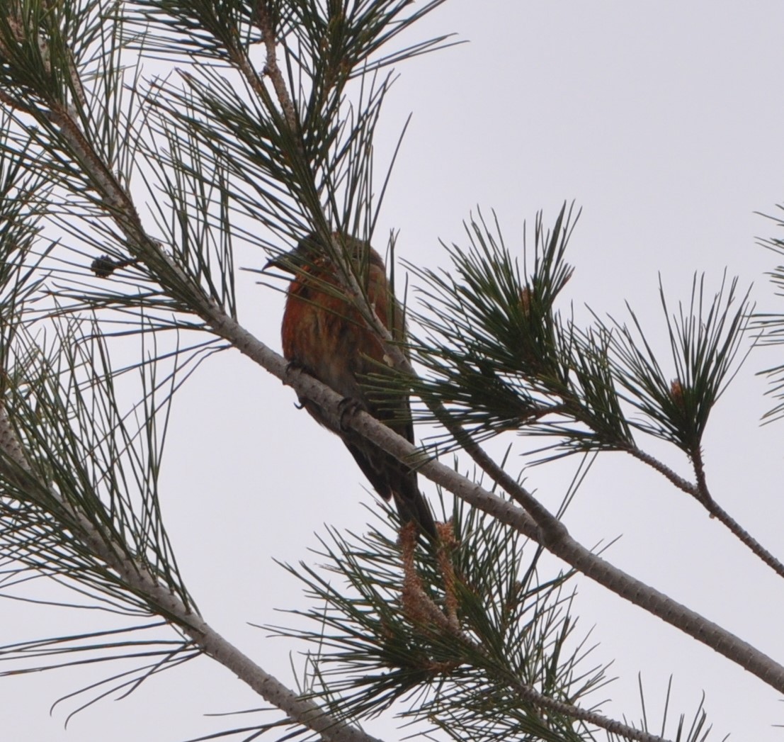 Red Crossbill - ML89357701