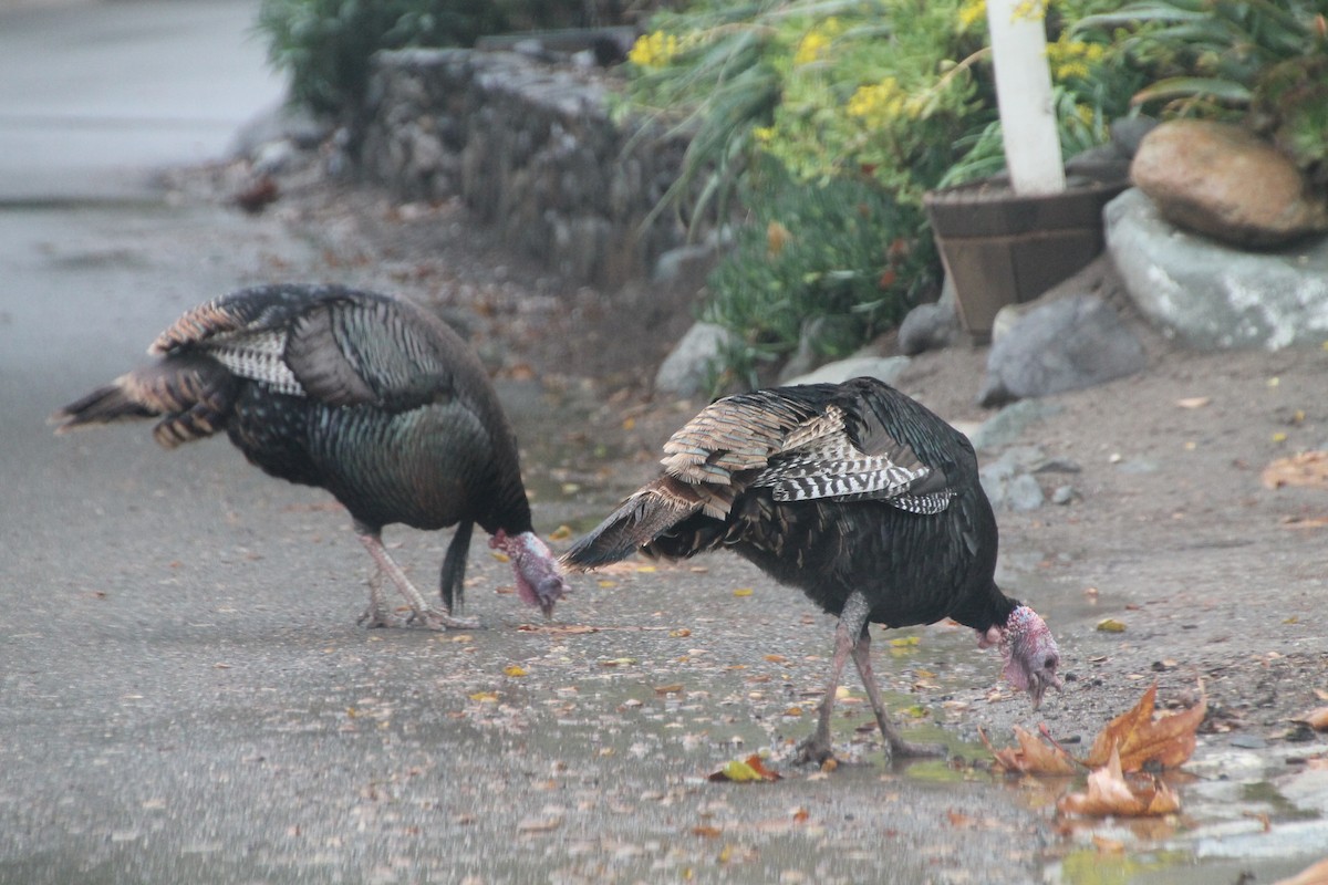 Wild Turkey (Domestic type) - ML89357711