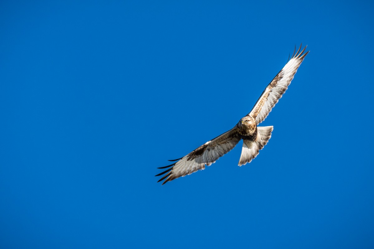 Raufußbussard - ML89358321