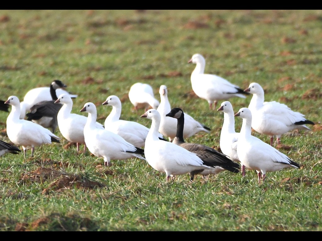 Ross's Goose - ML89358411