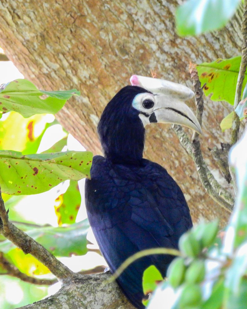 Palawan Hornbill - JW  Mills