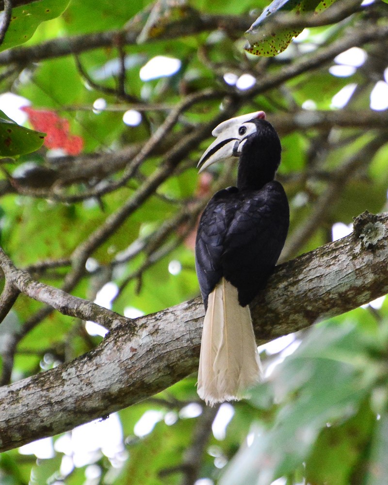 Palawan Hornbill - ML89358711