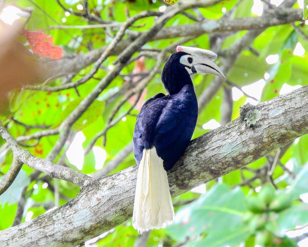 Cálao de Palawan - ML89358731