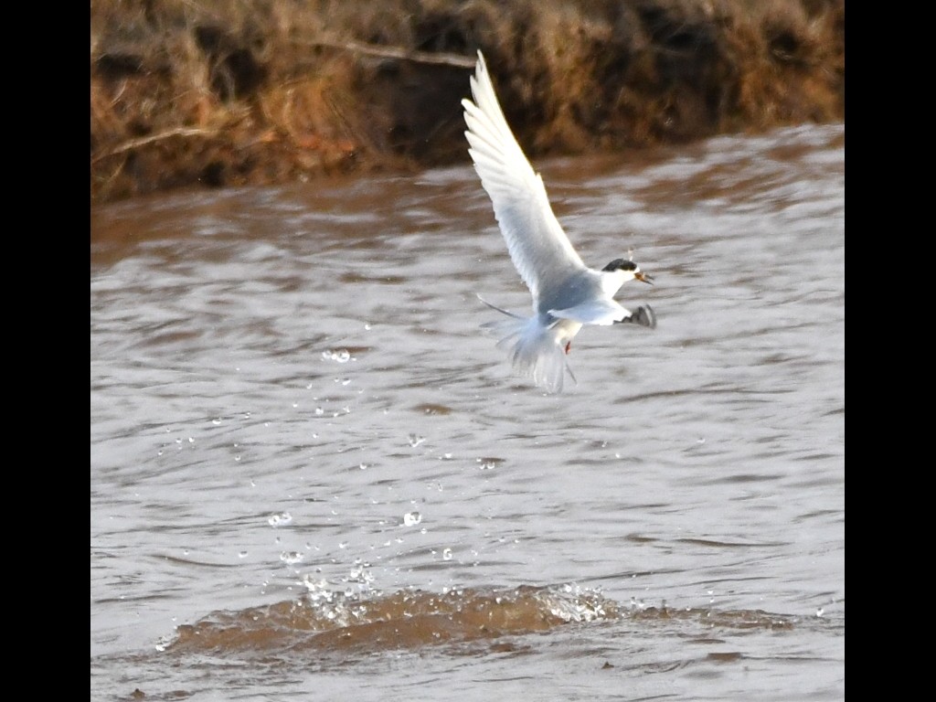 Forster's Tern - ML89359201