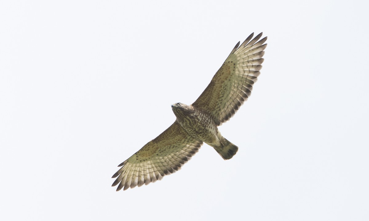 Broad-winged Hawk - ML89359211