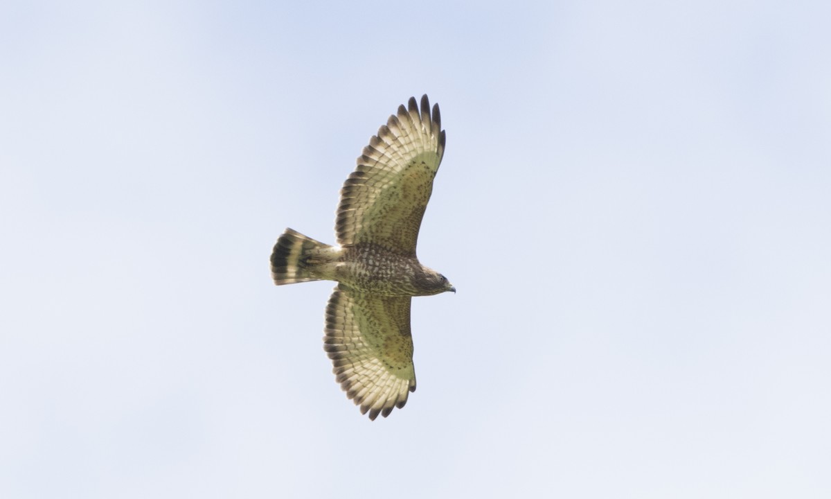 Broad-winged Hawk - ML89359231