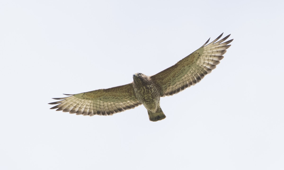 Broad-winged Hawk - ML89359241