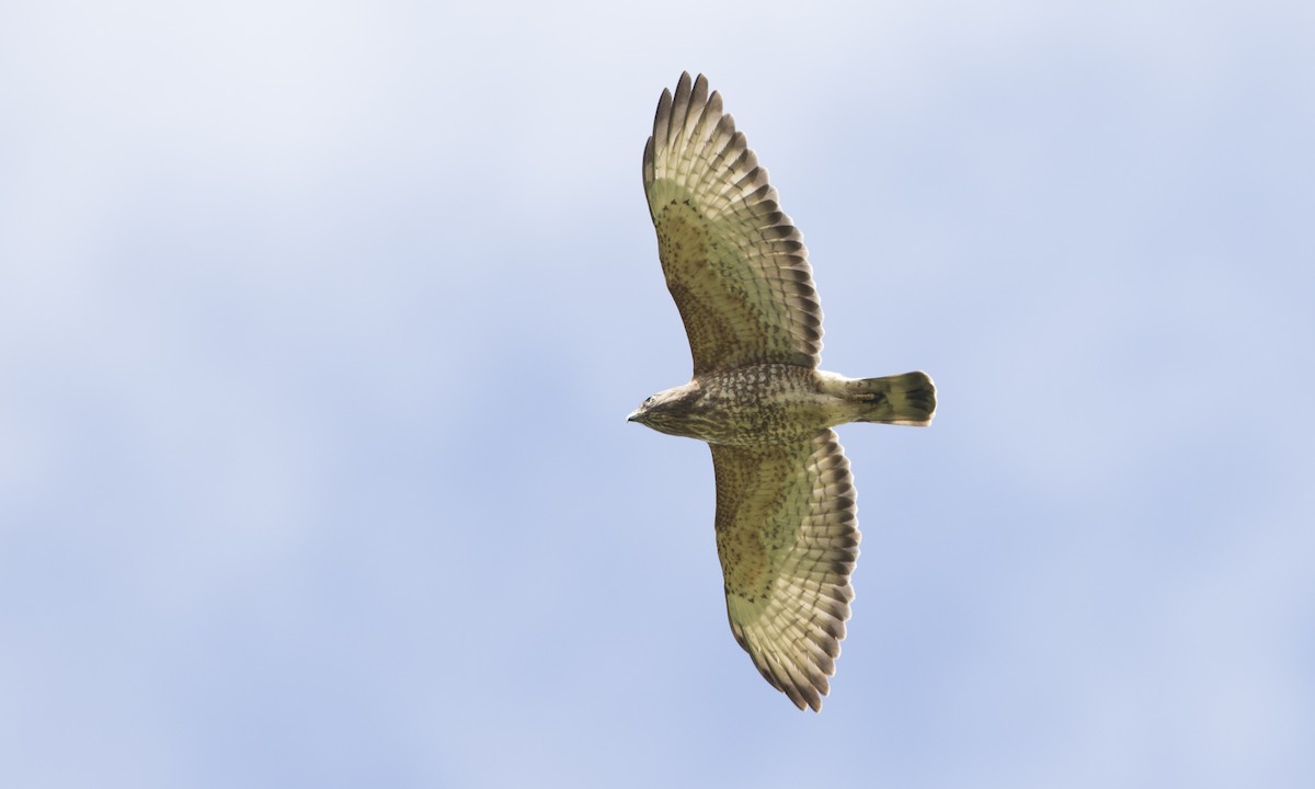 Broad-winged Hawk - ML89359251