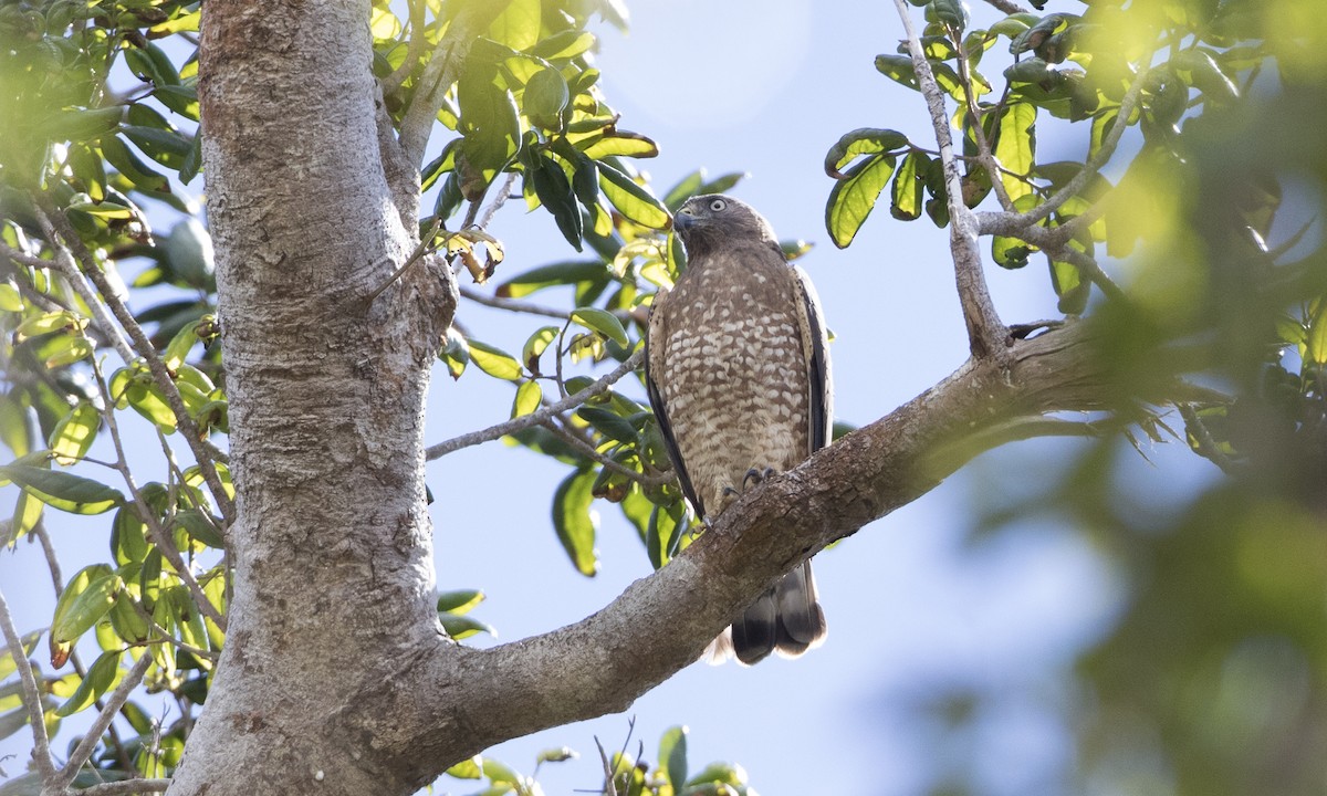 Broad-winged Hawk - Brian Sullivan