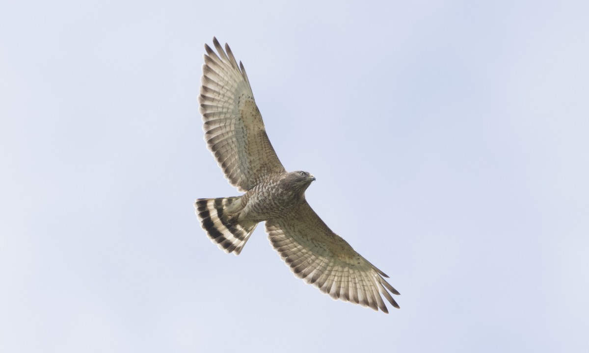 Broad-winged Hawk - Brian Sullivan