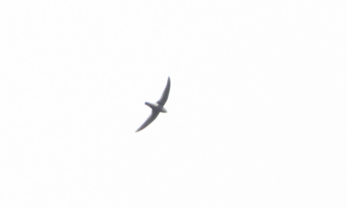 Lesser Antillean Swift - ML89359341