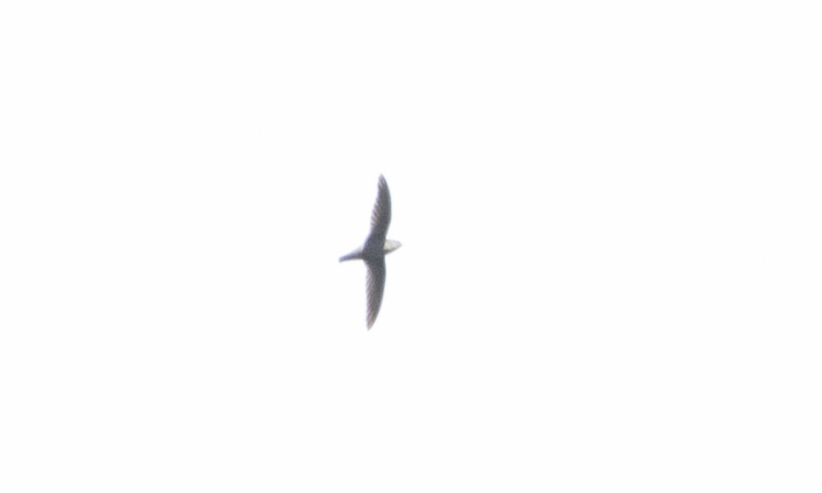 Lesser Antillean Swift - Brian Sullivan