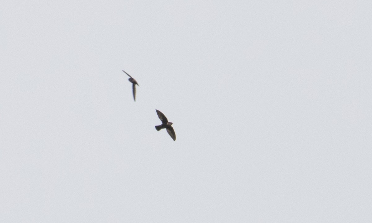 Lesser Antillean Swift - ML89359391