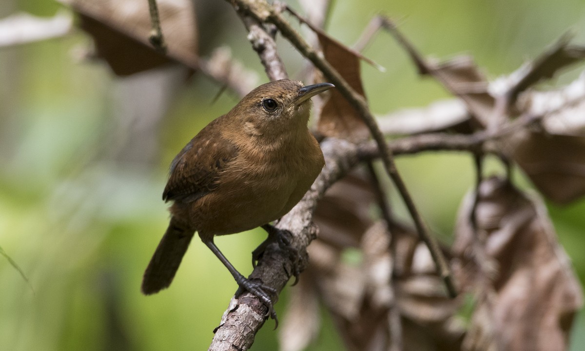 House Wren (Dominica) - ML89359471