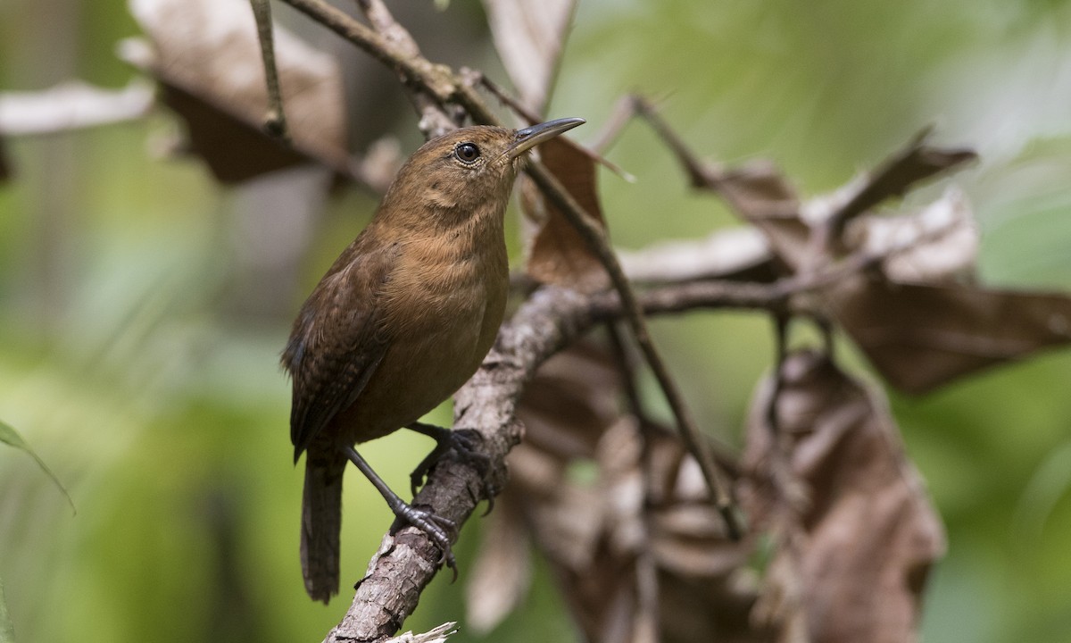Kalinago Wren (Dominica) - Brian Sullivan