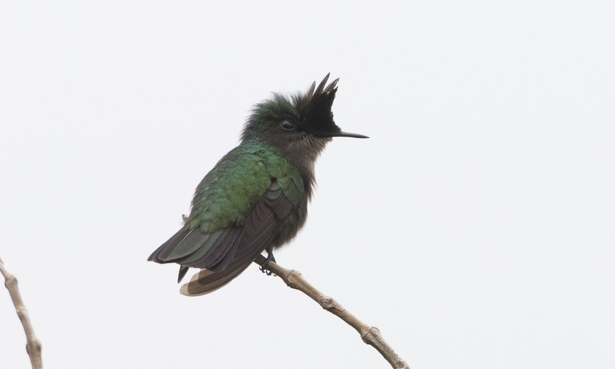 Antillean Crested Hummingbird - ML89359581