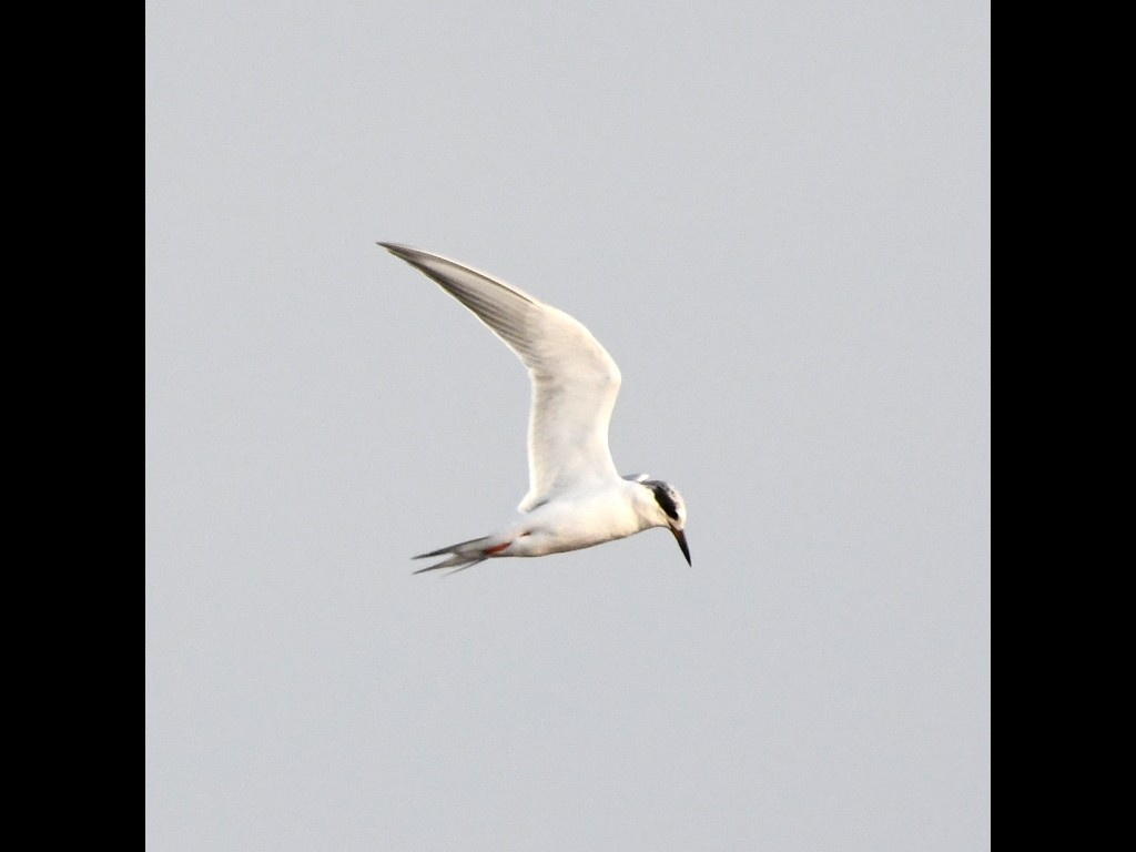 Forster's Tern - ML89359601