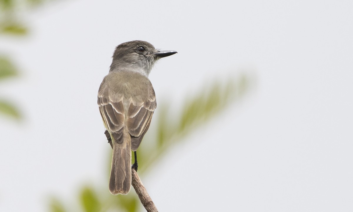 Lesser Antillean Flycatcher - ML89359721