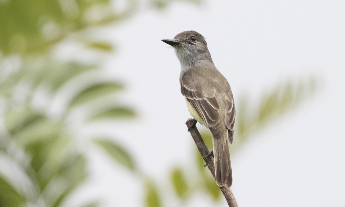 Lesser Antillean Flycatcher - ML89359731