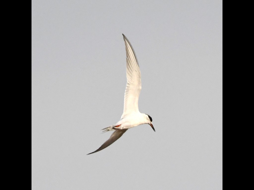 Forster's Tern - ML89359771