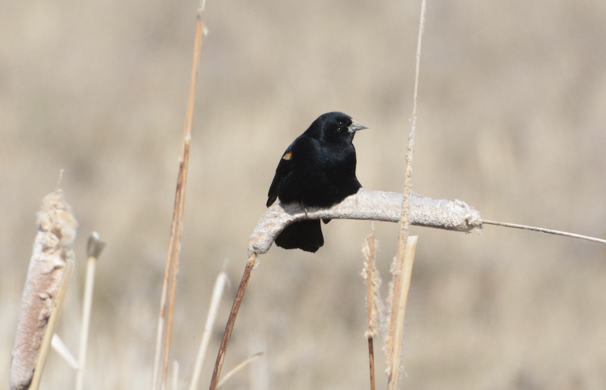 Red-winged Blackbird - Taylor Abbott