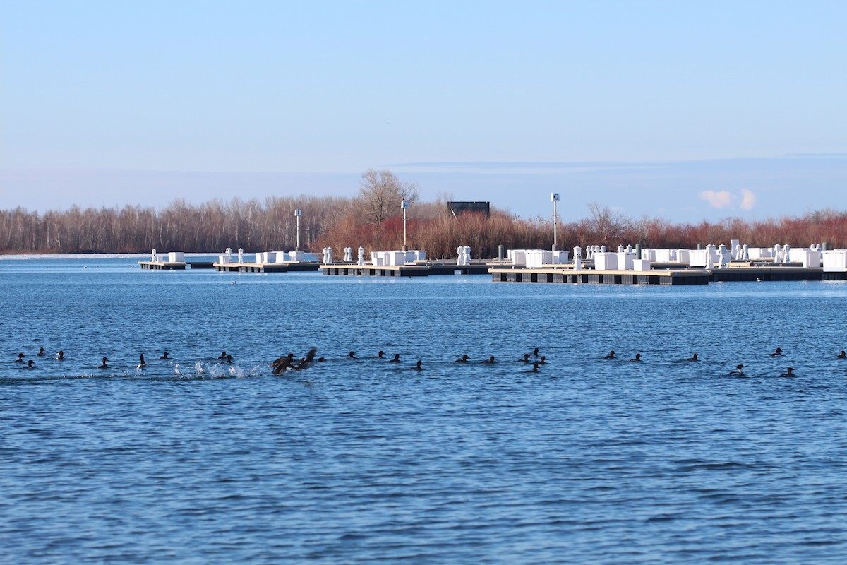 Long-tailed Duck - Aimee Huntington