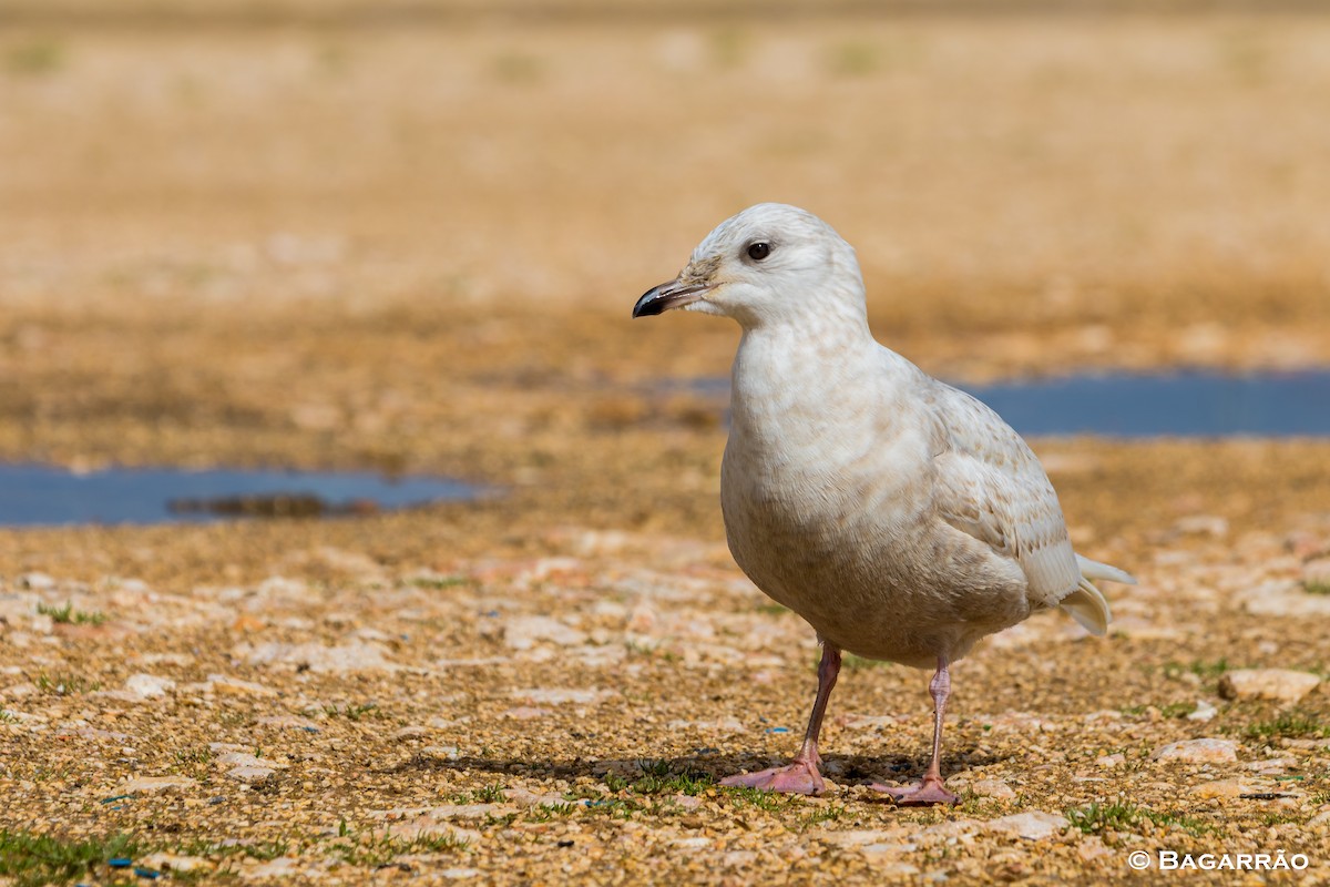 Iceland Gull - Renato Bagarrão