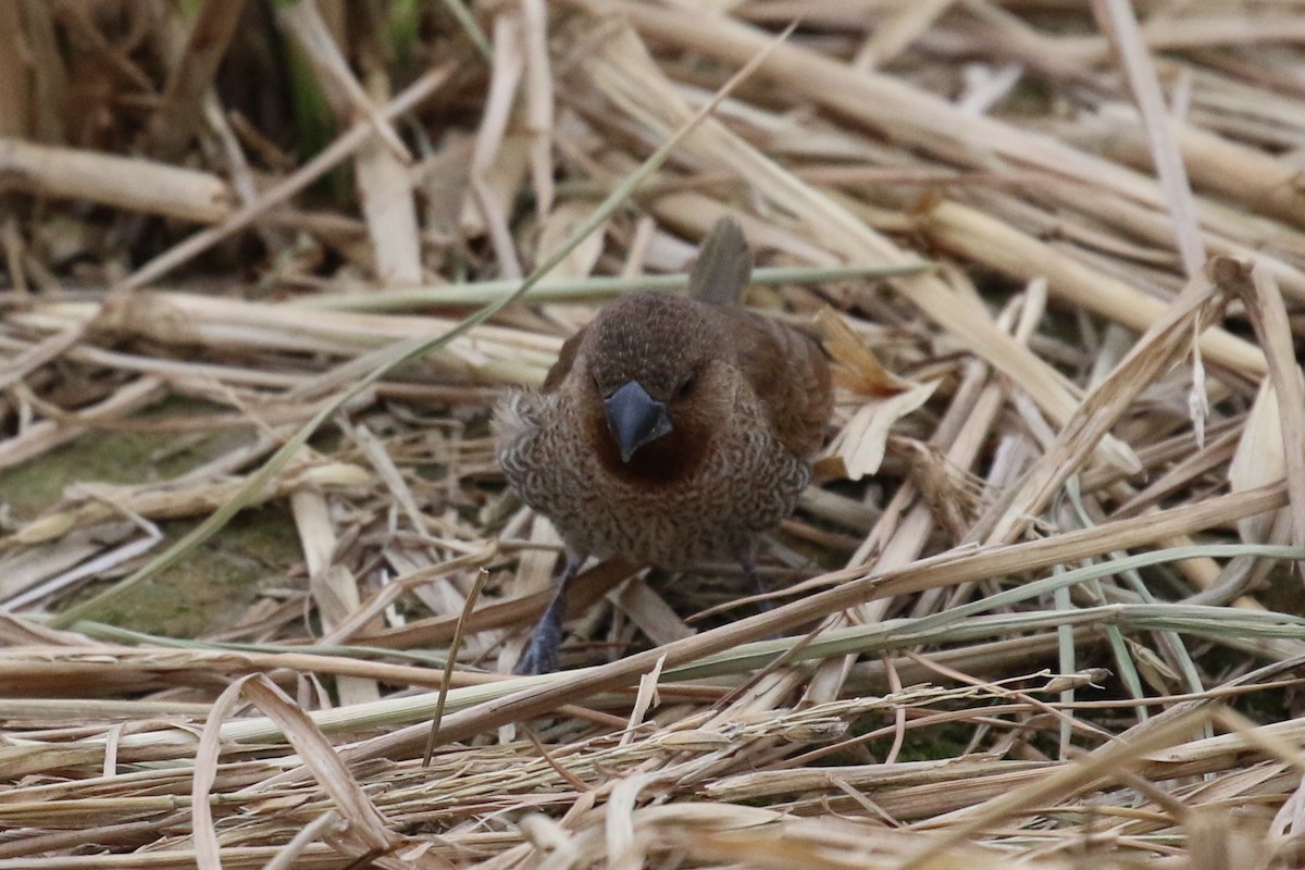 Scaly-breasted Munia - ML89362121