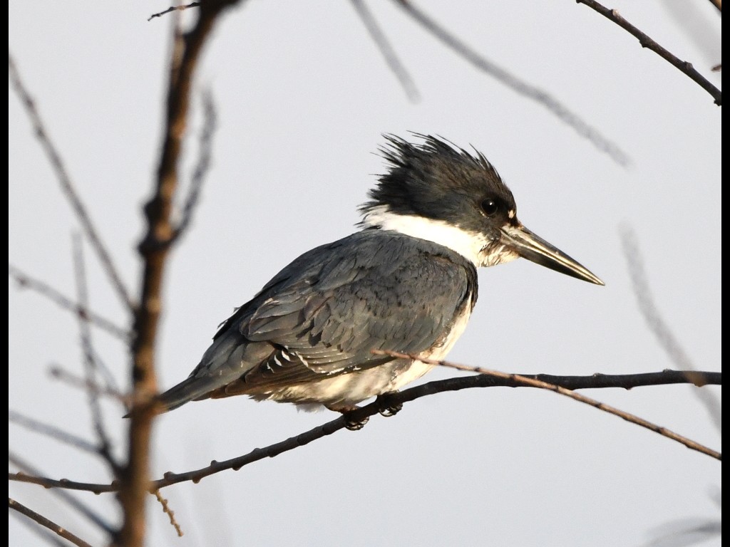 Belted Kingfisher - ML89362181