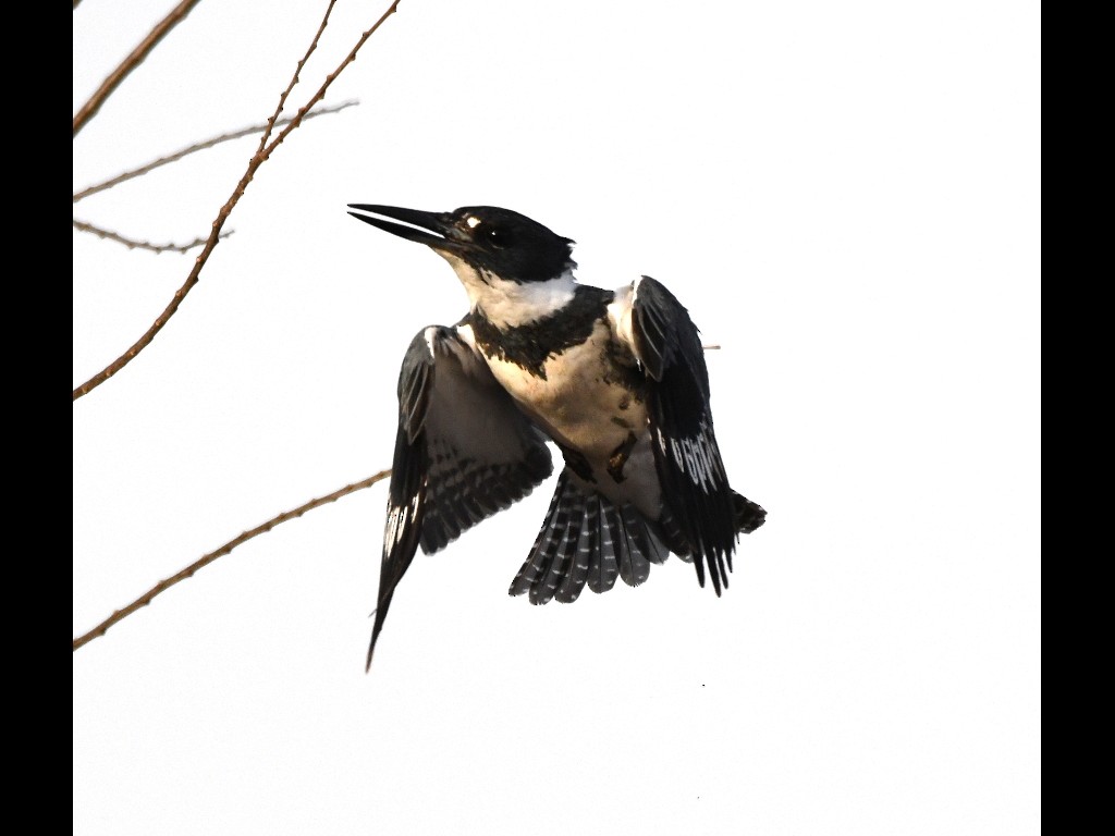Belted Kingfisher - ML89362241