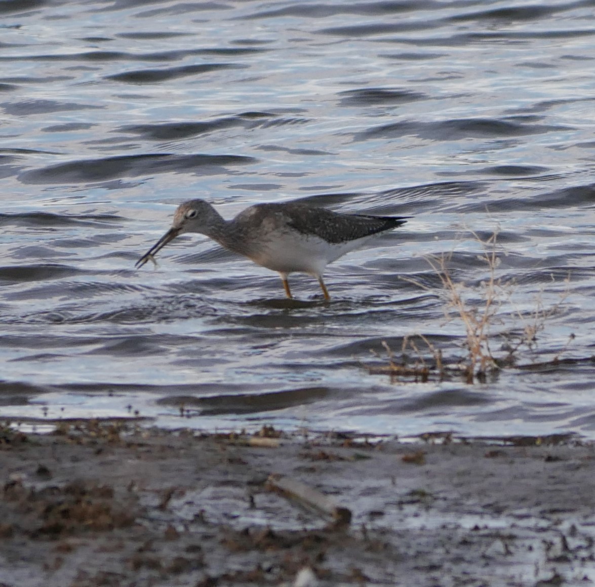 Greater Yellowlegs - ML89362411