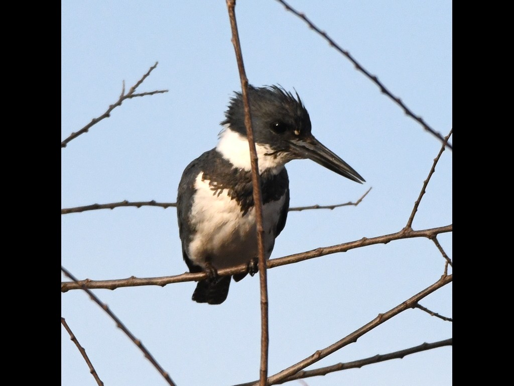 Belted Kingfisher - ML89362471