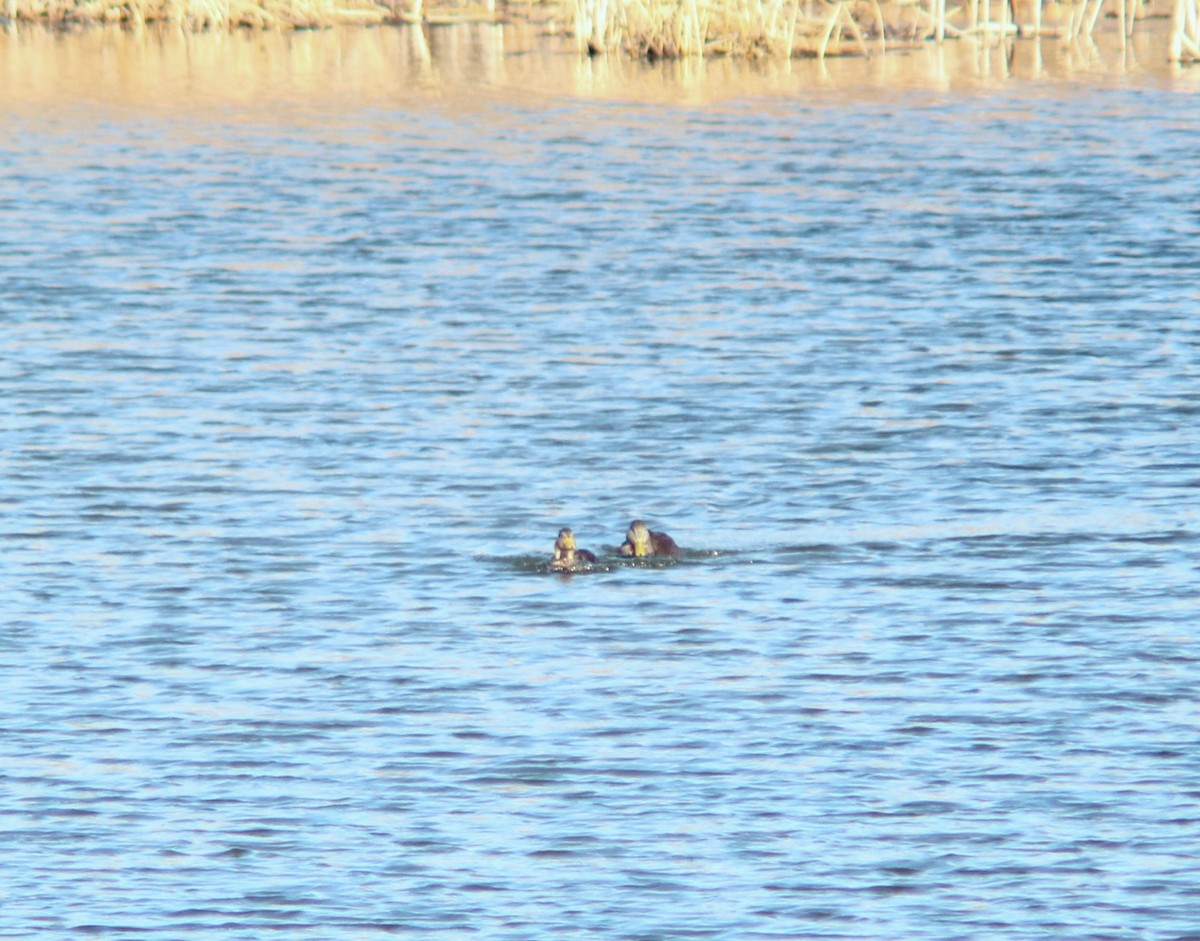 American Black Duck - Aimee Huntington