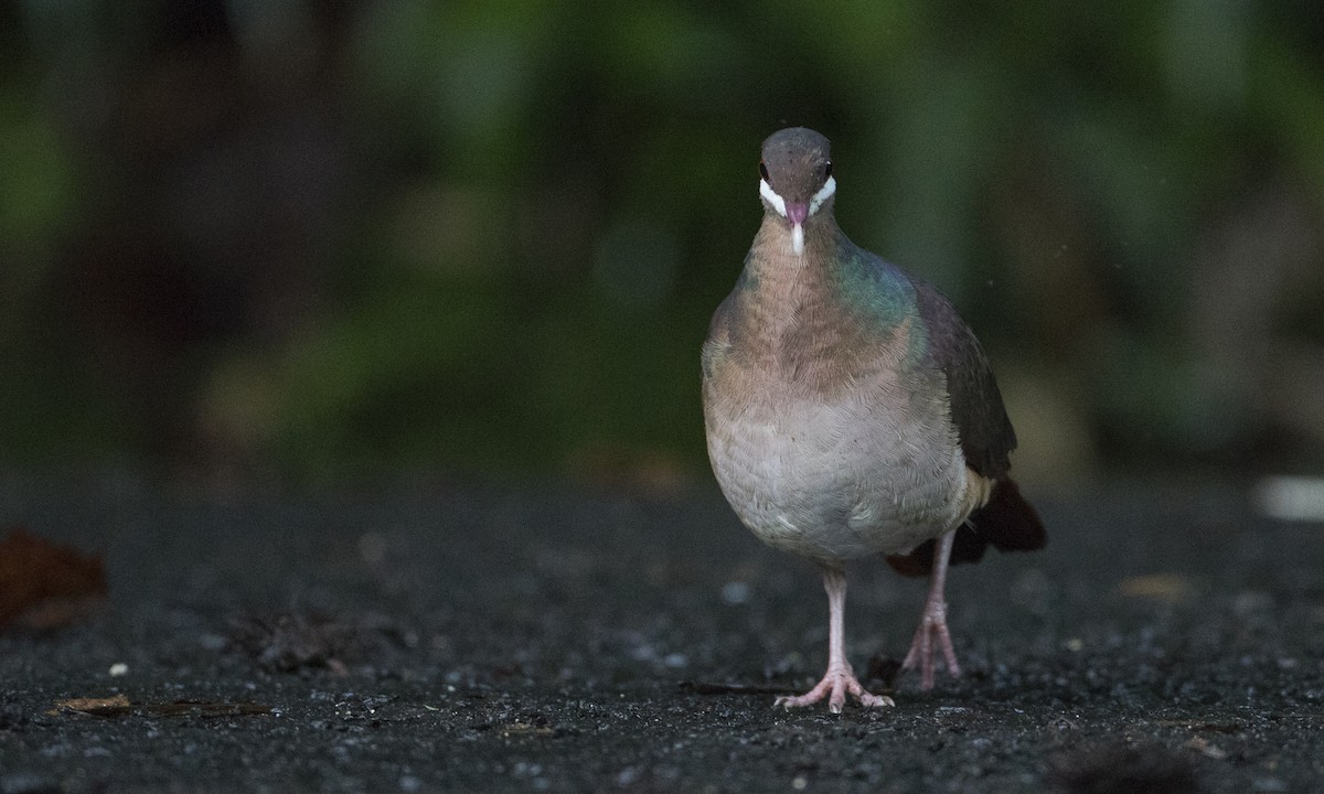 Bridled Quail-Dove - Brian Sullivan