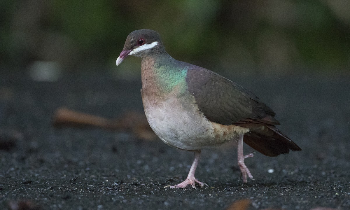 Bridled Quail-Dove - Brian Sullivan
