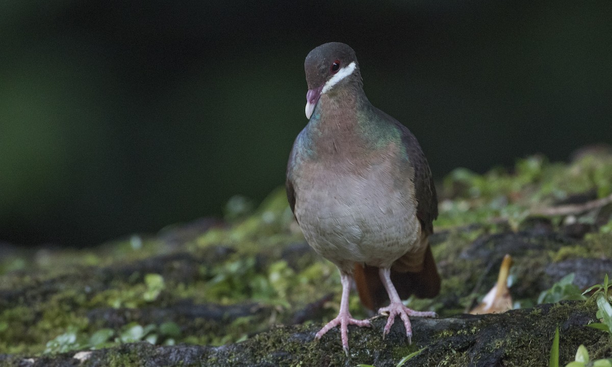 Bridled Quail-Dove - Brian Sullivan