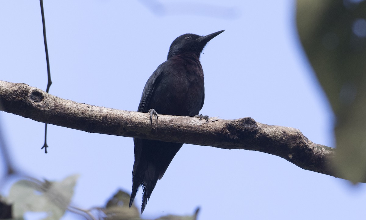 Carpintero de Isla Guadalupe - ML89364021