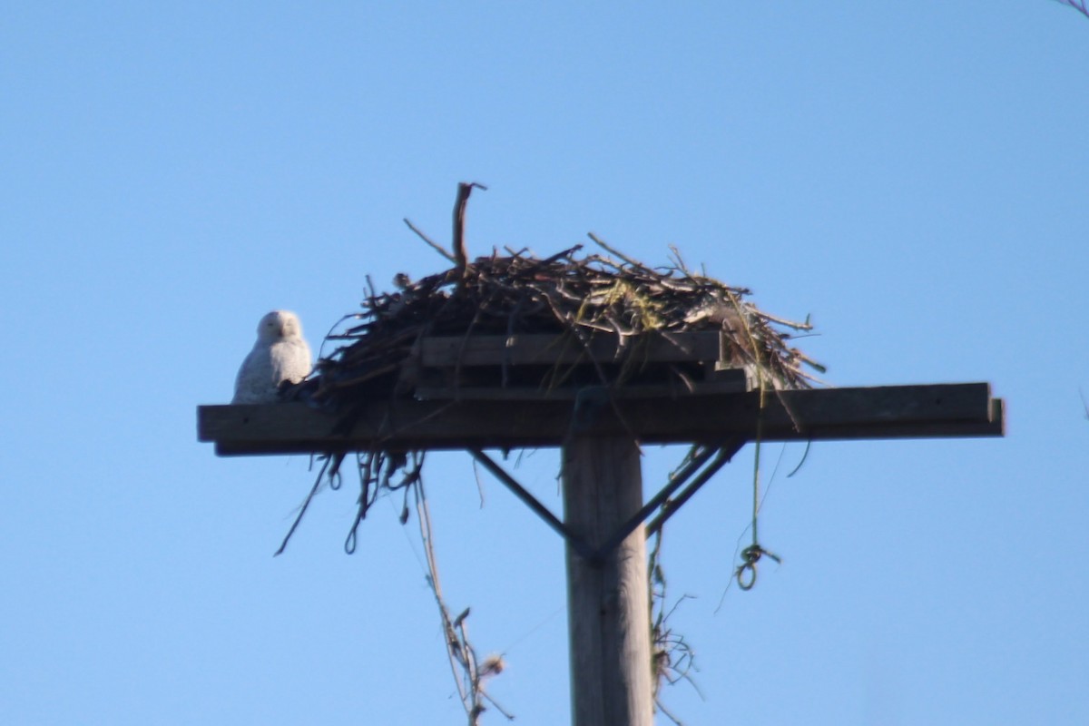 Snowy Owl - ML89364031