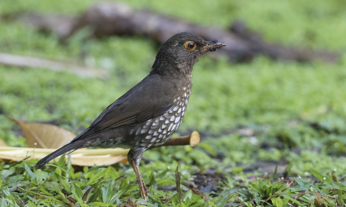Forest Thrush - Brian Sullivan